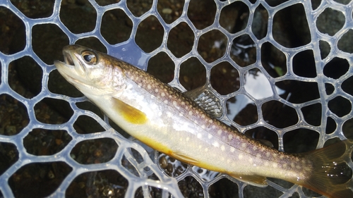 エゾイワナの釣果