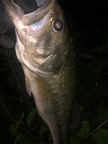 ラージマウスバスの釣果