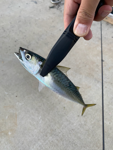 サバの釣果