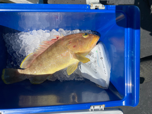 アオハタの釣果