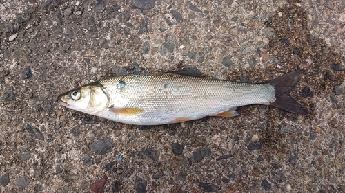 ウグイの釣果