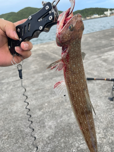 エソの釣果