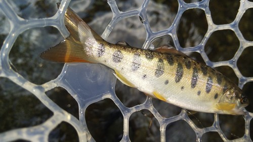 ヤマメの釣果