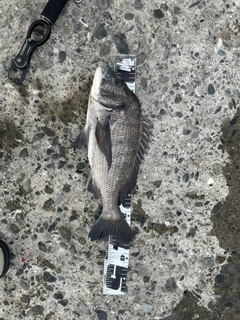 クロダイの釣果