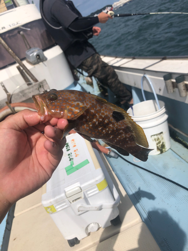 マダイの釣果