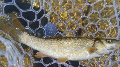 ウグイの釣果