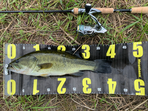 ブラックバスの釣果