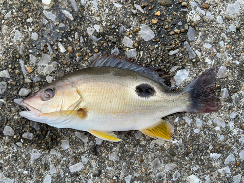 クロホシフエダイの釣果