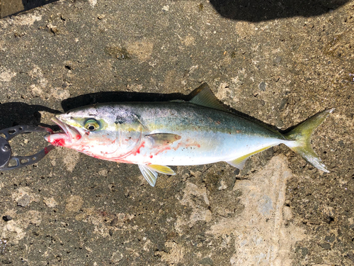 ツバスの釣果