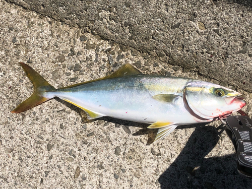 ツバスの釣果