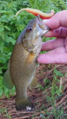 スモールマウスバスの釣果