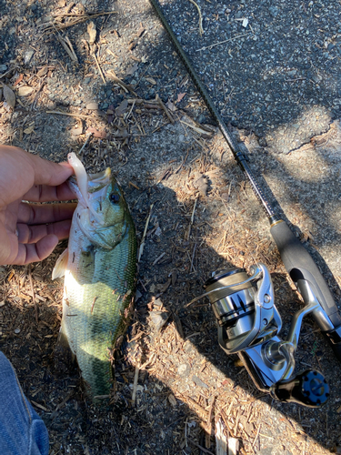 ラージマウスバスの釣果