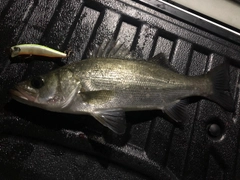 ヒラスズキの釣果