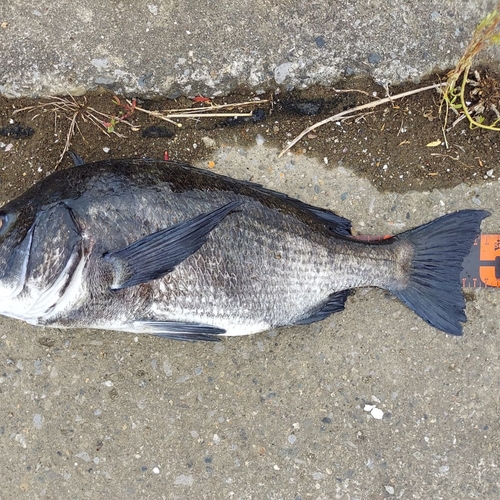 クロダイの釣果