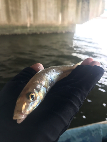 キスの釣果