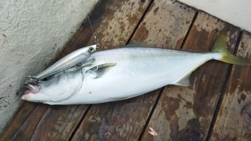 イナダの釣果