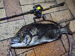 クロダイの釣果