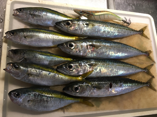 タカベの釣果