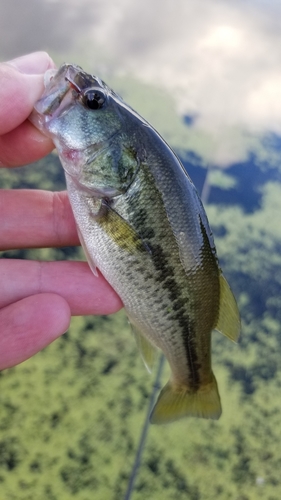 ラージマウスバスの釣果