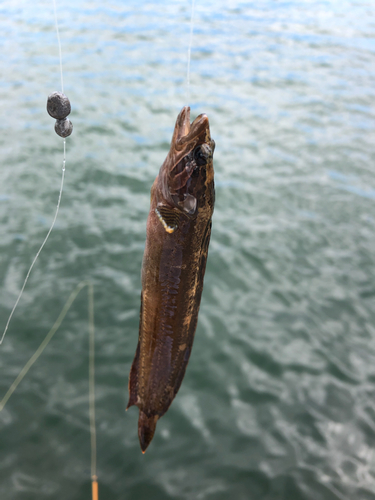 アイナメの釣果