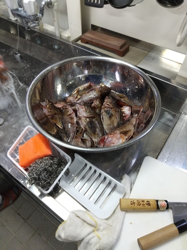 アラカブの釣果