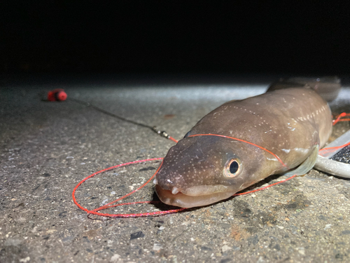 アナゴの釣果