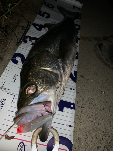 シーバスの釣果