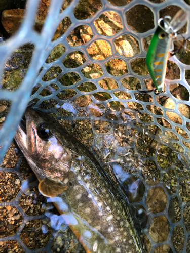 イワナの釣果