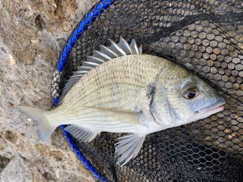 ミナミクロダイの釣果