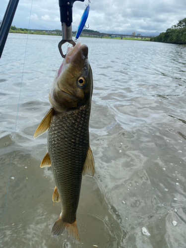 ニゴイの釣果