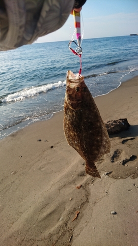 ソゲの釣果