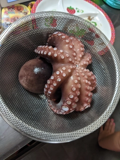 タコの釣果