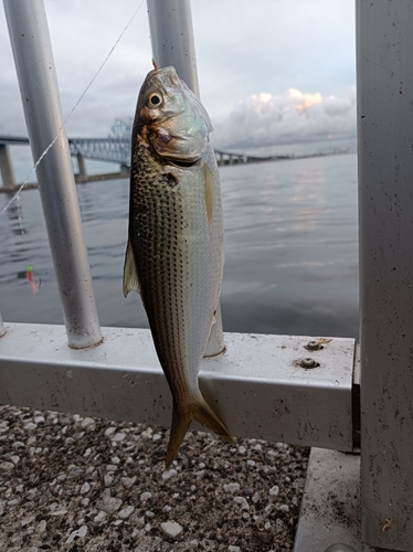 コノシロの釣果