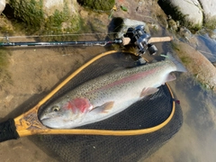 ニジマスの釣果