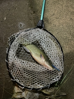 ナマズの釣果