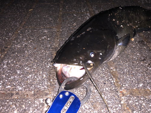 ナマズの釣果