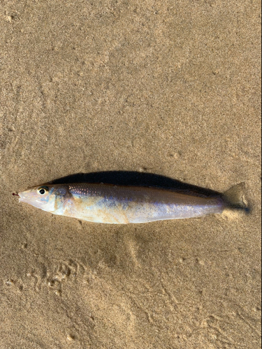 キスの釣果