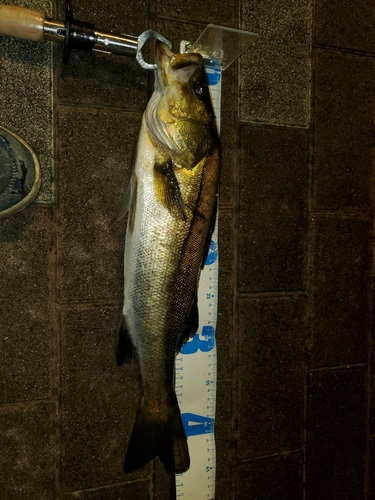 シーバスの釣果