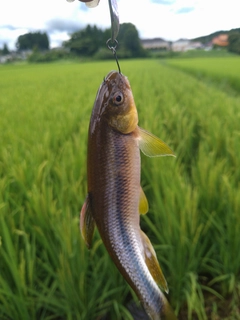 カワムツの釣果