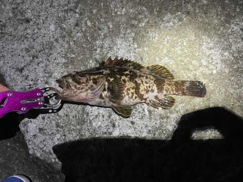 タケノコメバルの釣果