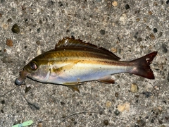 シマイサキの釣果