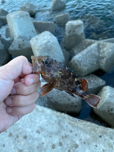 カサゴの釣果