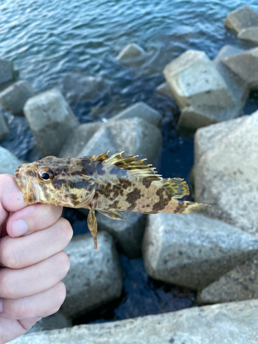 タケノコメバルの釣果