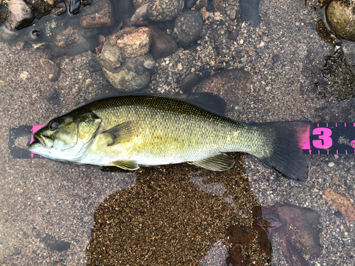 スモールマウスバスの釣果