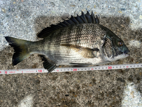 クロダイの釣果