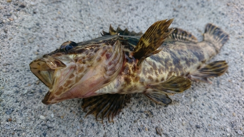 タケノコメバルの釣果