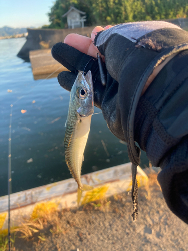 サバの釣果