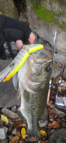 ブラックバスの釣果