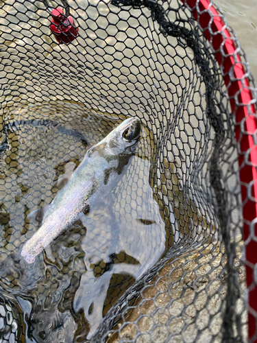 ニジマスの釣果