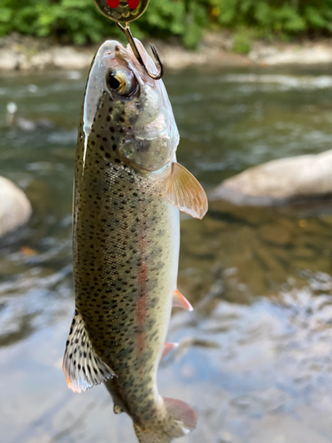 ニジマスの釣果